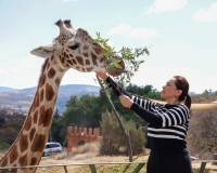 PUEBLA DA BIENVENIDA A JIRAFA &quot;BENITO&quot;; GOBIERNO ESTATAL RESPALDA CAUSAS ANIMALISTAS, DESTACA SERGIO SALOMÓN