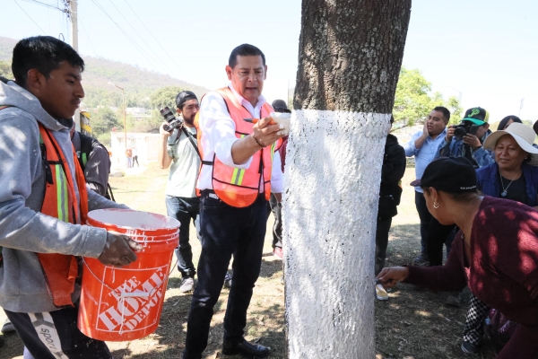 Con encalado, basado en criterios técnico-científicos, se protege arbolado urbano