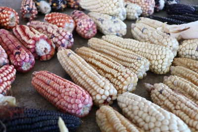 Difundirá gobierno estatal importancia de la milpa con muestras gastronómicas